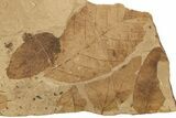 Fossil Leaf Plate - McAbee Fossil Beds, BC #274134-1